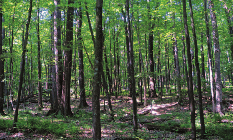 تحقيق/ "بارونات" تنهب الغابات بتزكية من نافذين في الإدارة العامة للغابات